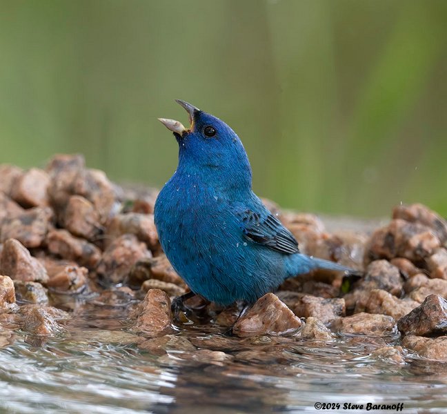 _B248533 indigo bunting.jpg